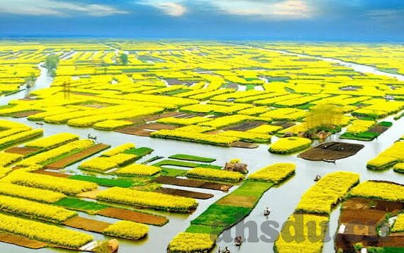 麻豆95在线视频-麻豆95，互联网文化的一抹独特风景